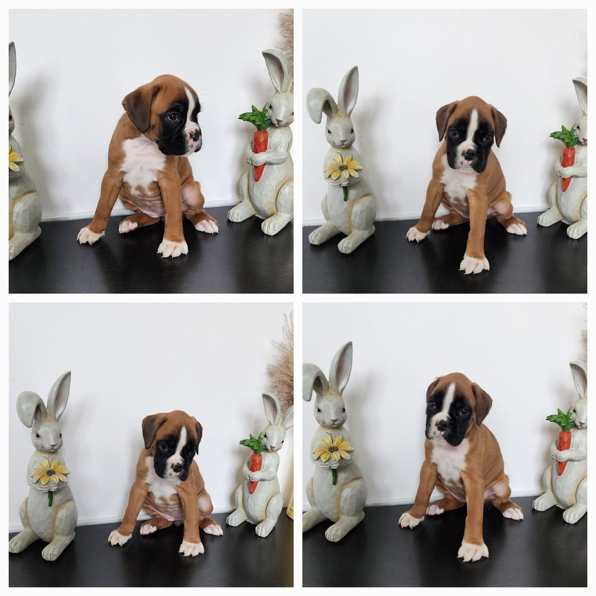 sandmanboxers's tweet photo. #sandmanboxers #sandmansdreamworks #sandmansfrenchbulldogs https://t.co/YkBEPDmmRU