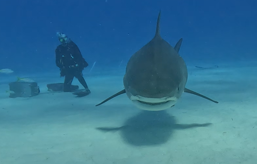 I survived my trip to Tiger Beach. The sharks were amazing and now I can check off the top 3 most dangerous sharks to humans: Great Whites, Tigers, and Bulls. All were amazing and never once did I feel like I was in danger. Can't wait for my next shark adventure!