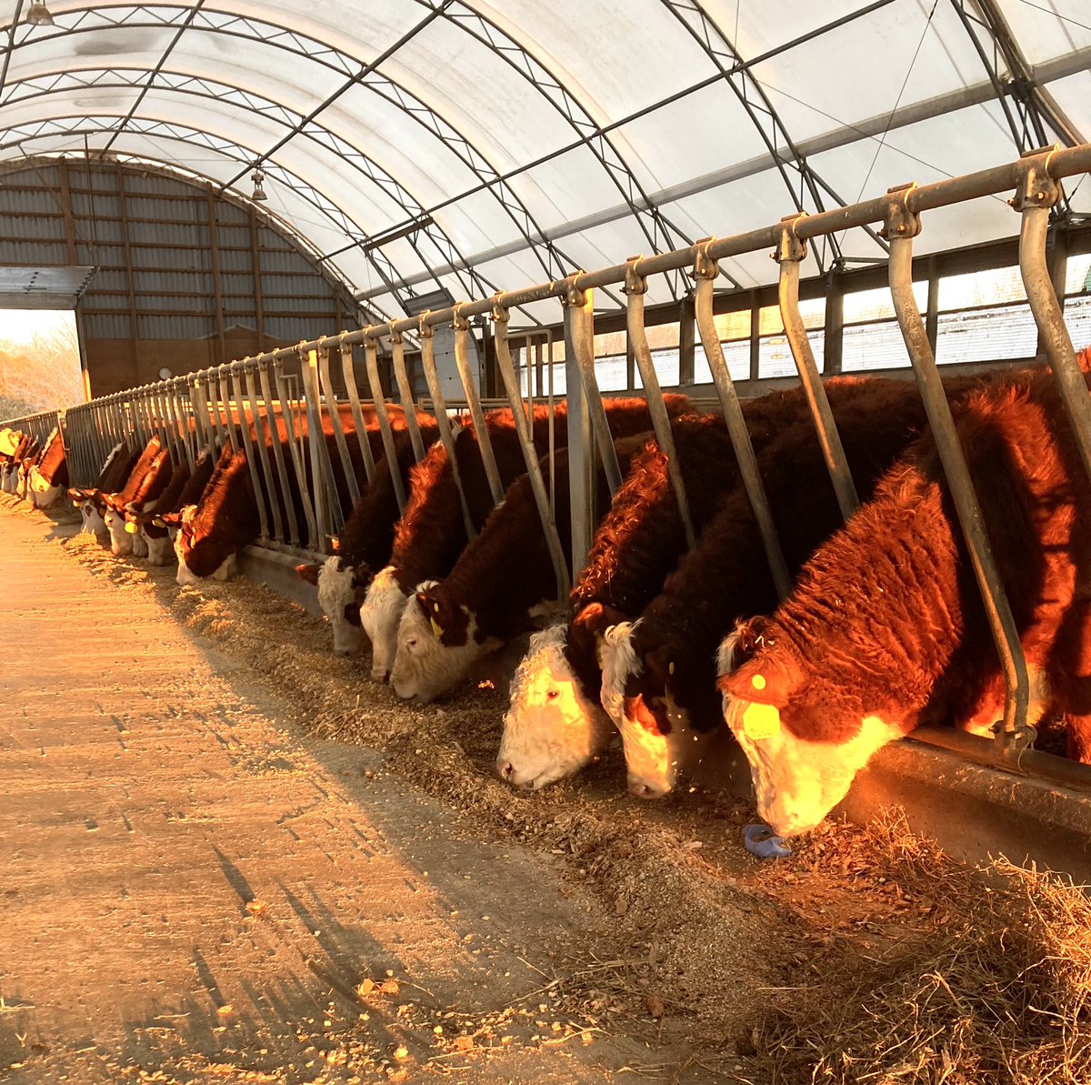 A few of these calves were weaned off mom 10 mins prior to this picture…but you can’t tell! 
Creep feeder ➕Quiet Weans➕calm handling = happy, healthy calves ✅ <a href="/BeefFarmersON/">Beef Farmers of Ontario</a> <a href="/ThomasWBird/">Thomas Bird</a> #ontag