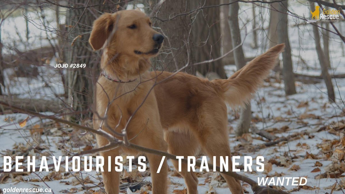 HELP NEEDED: Behaviourists / Trainers
From time to time, some of the Goldens we bring into our care need training and/or behaviour modification. Having these professionals by our side is critical.
Here are the things that are important to us: (1/4)