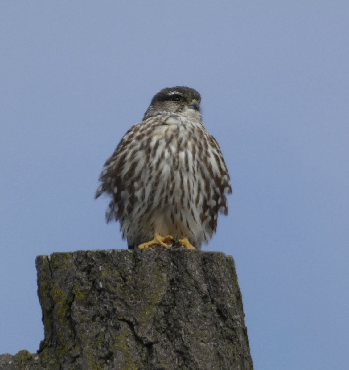 abigailinqueens's tweet photo. Two unexpected sightings today in Queens: a Merlin on a city street and a raccoon in Flushing Meadow park! @AllianceForFMCP @BirdQueens https://t.co/ieqslzFLft