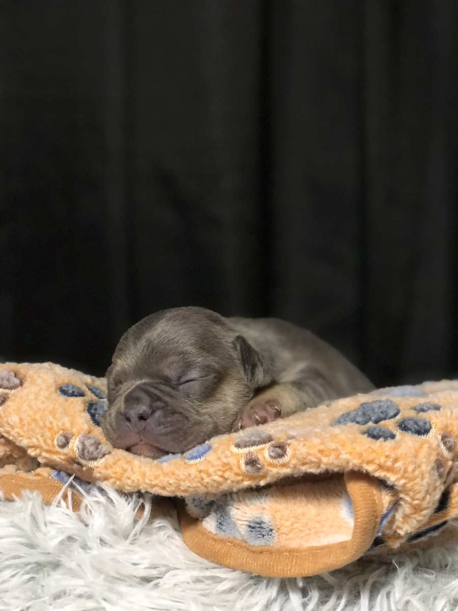 eric95salazar's tweet photo. Handsome French bulldog 😍 looking for his furever 🏡 pm me for more info https://t.co/U3kMeoqe91