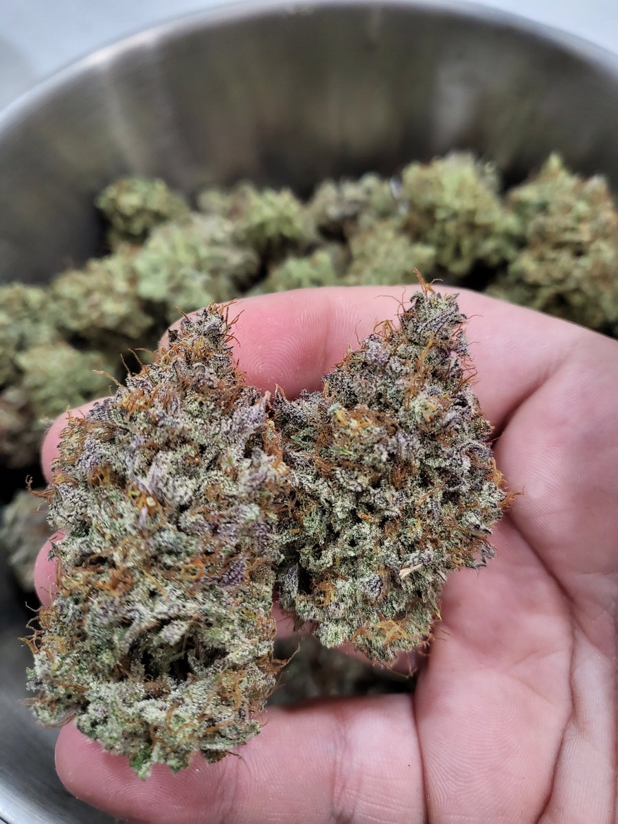 JohnnyPotSmokr's tweet photo. Do you enjoy seeing #Cannabis on your TL?
Should I post more #DankNugs?
#CannabisCommunity #Marijuana #420Dank #420daily #Web3 #Weed3 #DGC #NoFilter https://t.co/ukNV3fzPOW