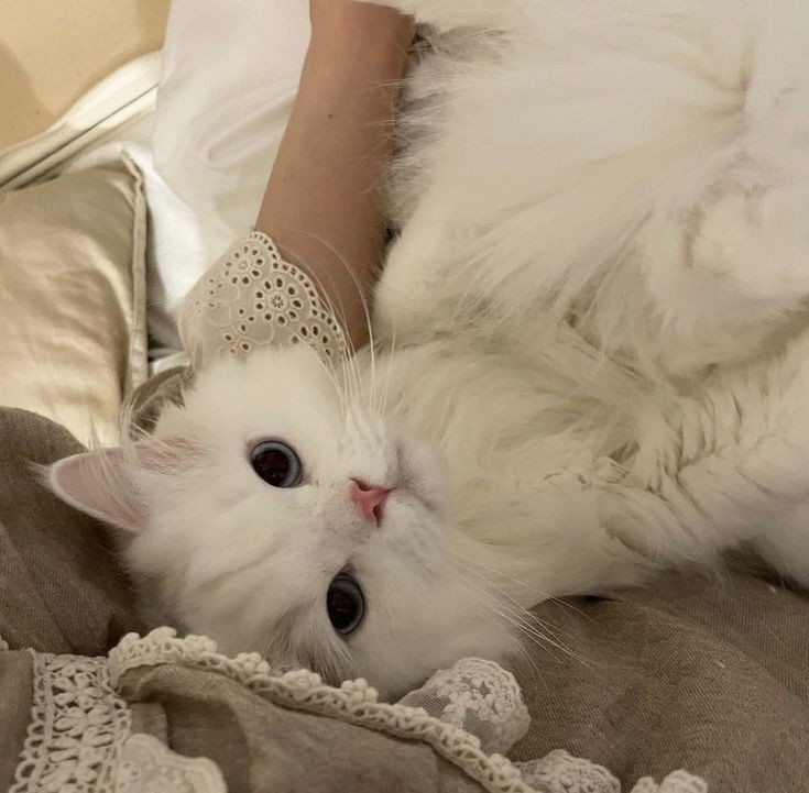 iusstudy's tweet image. oii! sou nova aqui, busco moots.
⌕: #studytwt; #booktwt &amp;amp; #lovelytwt 

𔘓 roberta, 17 anos
𔘓 cursando enfermagem em uma particular 
𔘓 foco: pedir transferência para UFMG ou USP
𔘓 pt/br - eng 

— estudos, livros, vida saudável e cuidados!

fav e rt: moots &amp;lt;3