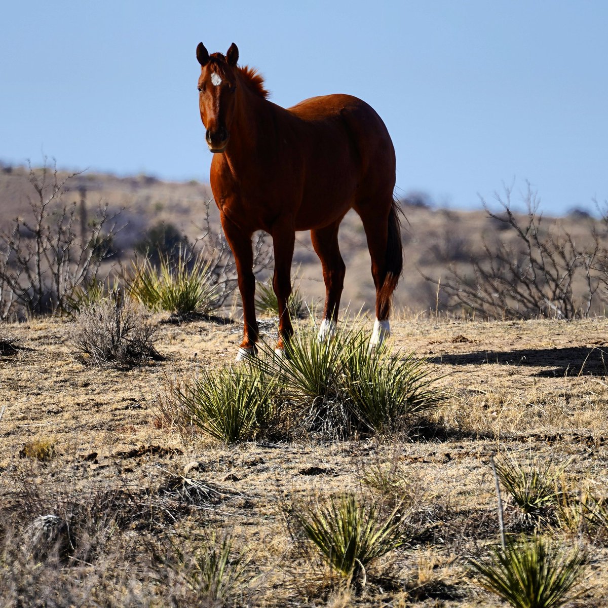 PabloSpencer's tweet photo. Caballo en un rancho en el estado de Texas https://t.co/mY4nFabWKO
