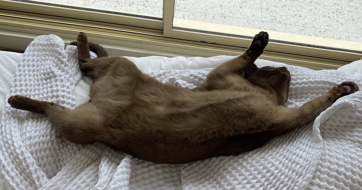theburmesecat's tweet photo. Goodness me… what a hectic Monday morning waiting for the tradies…#cats #CatsOfTwitter https://t.co/VBPTw242Qu