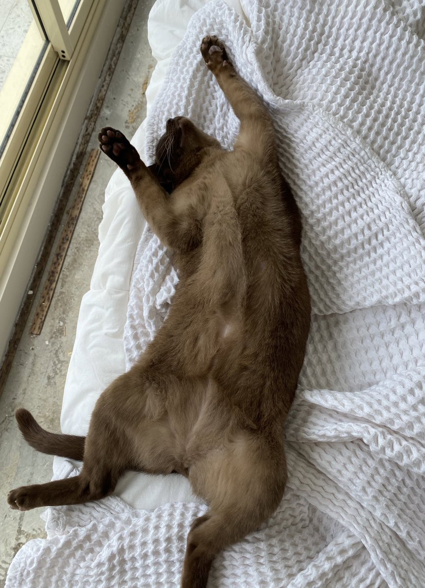 theburmesecat's tweet photo. Goodness me… what a hectic Monday morning waiting for the tradies…#cats #CatsOfTwitter https://t.co/VBPTw242Qu