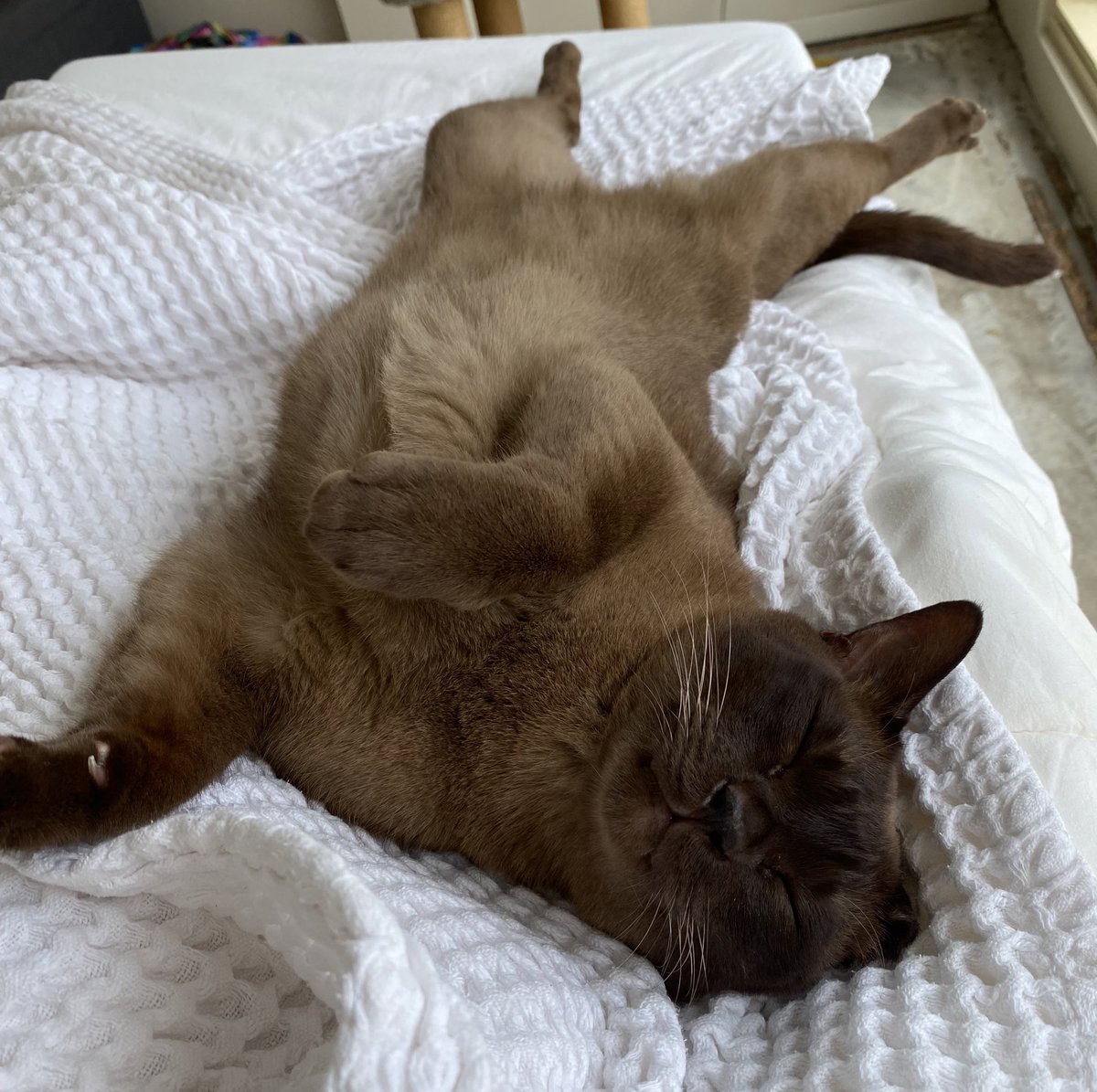 theburmesecat's tweet photo. Goodness me… what a hectic Monday morning waiting for the tradies…#cats #CatsOfTwitter https://t.co/VBPTw242Qu