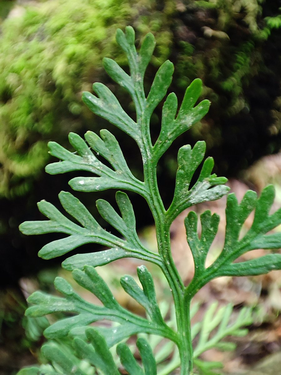 iv_gallego's tweet photo. The rarest and most curious #Asplenium I have ever seen: 𝑨𝒔𝒑𝒍𝒆𝒏𝒊𝒖𝒎 𝒕𝒉𝒆𝒄𝒊𝒇𝒆𝒓𝒖𝒎
#FernsofColombia
#Ecology #Ferns https://t.co/aYc5IcoE0T