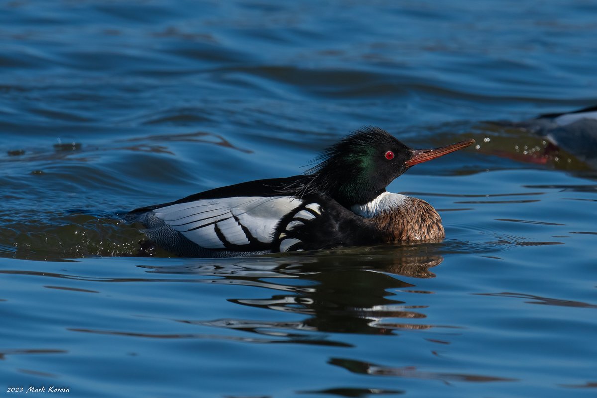 Image_Czar's tweet photo. 📷Birds today at Saganashkee Slough, Cook County Forest Preserve. 
Common Merganser (male and female)
Red Breasted Merganser
Bald Eagle
#TheGreatOutdoors #birdphotography #Illinois https://t.co/hm5r5jMD5e