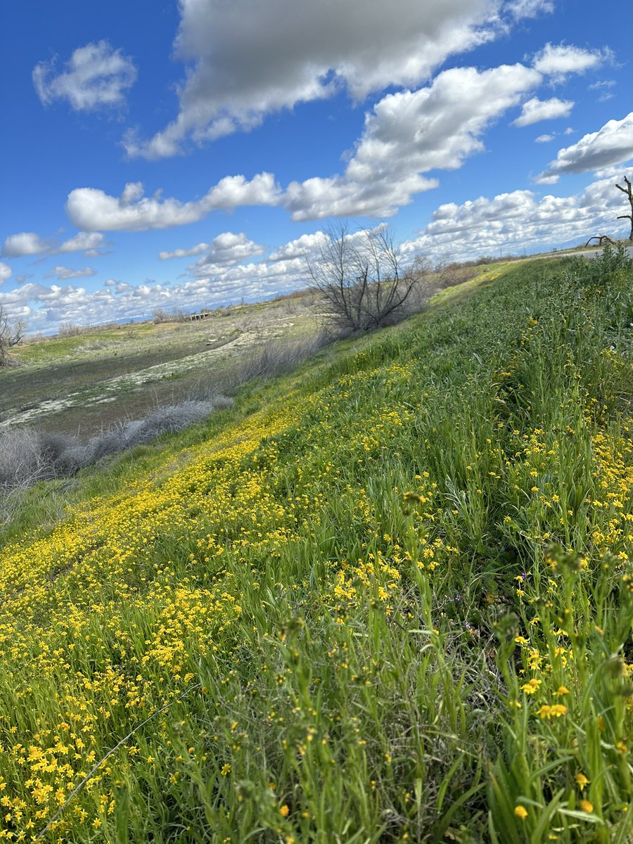 DannyAntrim's tweet image. 24 mile ride on a beautiful morning 
#radpowerbikes #radrover5