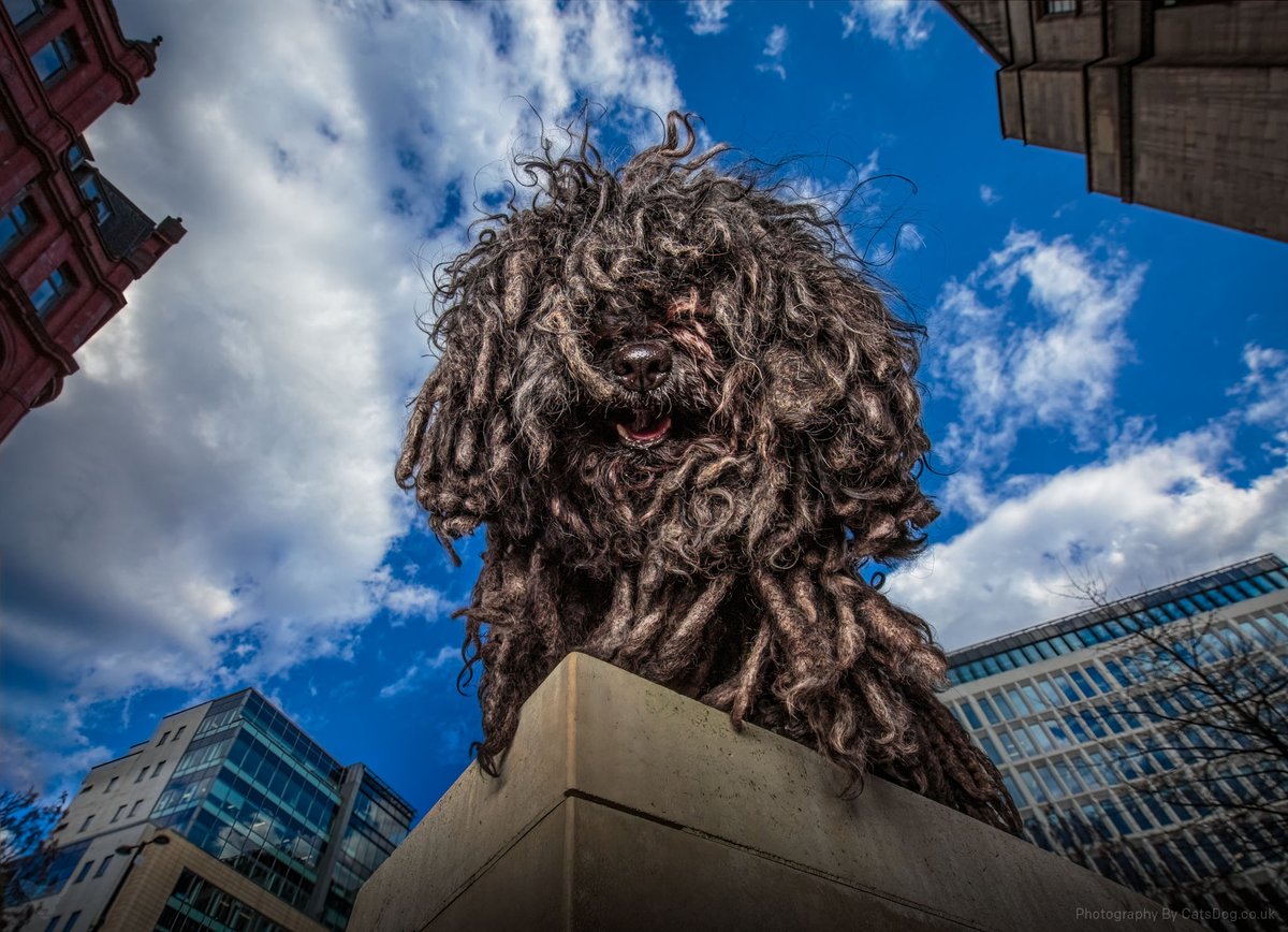 ZebPuliZeb's tweet photo. 📣 Wakey wakey. Rise and shine.
It’s Monday!
#MondayMotivation #Manchester #MopsOfManchester #PuliDogs #HungarianPuli #dogs #doglover #doglife #DogsOfTwitter https://t.co/z1Ac5SjsTF
