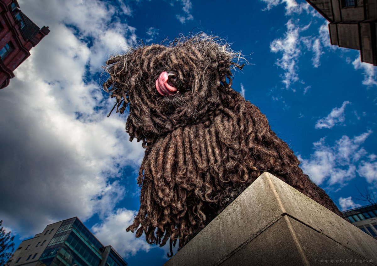 ZebPuliZeb's tweet photo. 📣 Wakey wakey. Rise and shine.
It’s Monday!
#MondayMotivation #Manchester #MopsOfManchester #PuliDogs #HungarianPuli #dogs #doglover #doglife #DogsOfTwitter https://t.co/z1Ac5SjsTF