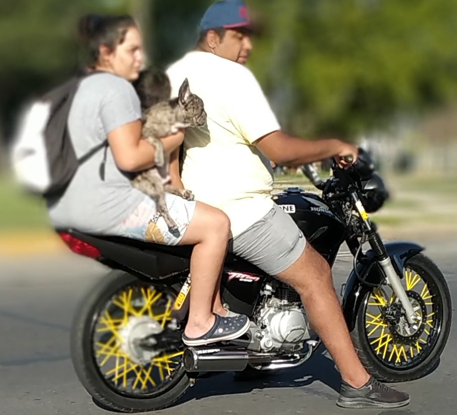 PromoManiaAr's tweet photo. El nene + el perro, sin cascos, sin patente.
@GustavoAdda @CaroLabayru @pablojavkin @Ciro6as https://t.co/LyDO5Ii5Iw