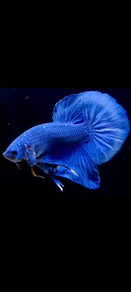 Gianthalfmoon_'s tweet photo. Super Rare Betta Collection π€©
SPESIALIS GIANT
Unique Color β¨β¨β¨
.
Top Grade π₯π
Flash respon
https://t.co/PUNJBK5Bsd
Worldwide Shipping π
.
PM me first π©
.
#betta #bettalovers #bettalover #worldbetta #bettaworld #bettaworldwide
#bettaholic #bettafish #bettahobby https://t.co/Tf4YOCnEjC
