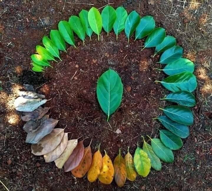 astromooniverse's tweet photo. Taurus-Scorpio axis: lifecycle of a leaf 🍃 https://t.co/xyi17TwJlq