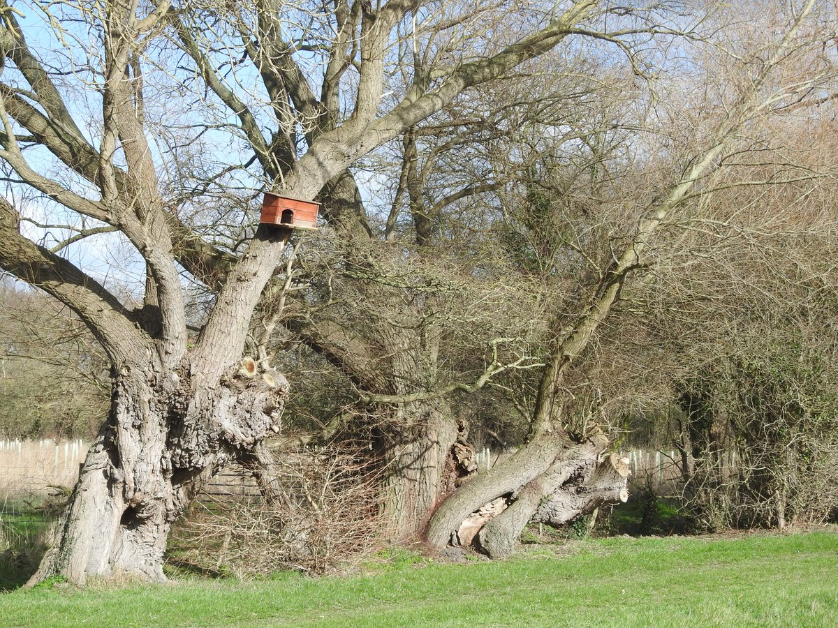 Ian Rotherham tweet media