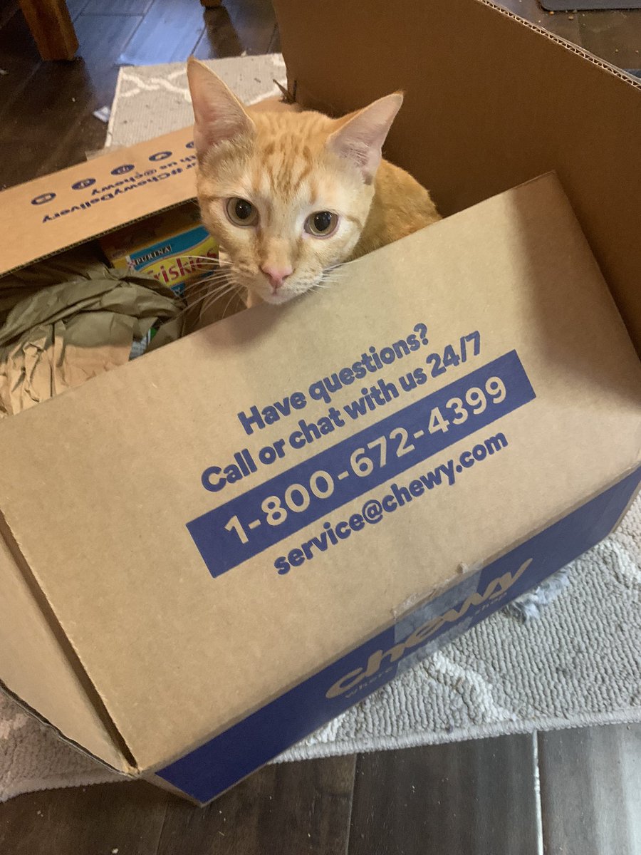Questions? Yes, why is this not a bigger box?! 😹 Happy #CatBoxSunday !!! 
<a href="/Chewy/">Chewy</a>