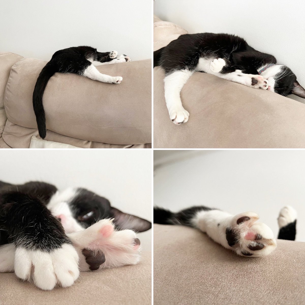 HauserDavis's tweet image. Melted cat