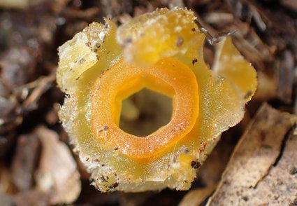 Phytotaxa's tweet photo. Rediscovery of the presumably extinct fairy lantern Thismia kobensis (#Thismiaceae) in Hyogo Prefecture, #Japan, with discussions on its taxonomy, evolutionary history, and conservation
https://t.co/Ful22L6MGK https://t.co/XIngxqG4BM