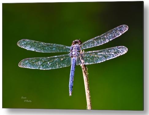 SandiOPhoto's tweet photo. Sandi OReilly @sandioreilly
Crystal wings dragonfly. Available in #prints and on #products Here: https://t.co/tS29wCgJxp
#dragonfly #bluedasher #wings like #crystal #insect #decor #wallart #AYearForArt #BuyIntoArt #ArtMatters See more #art Here: https://t.co/LpGe6qQaCR https://t.co/vgV6VwhGUa