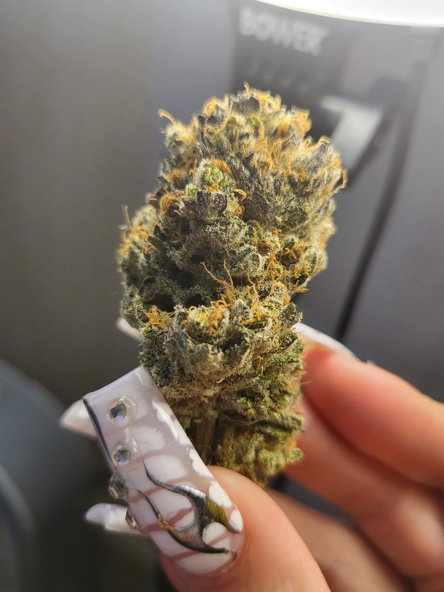 THCyal8tr's tweet photo. this one's called red hot cookies🔥
🍪(cross between GSC x  tangie) https://t.co/hGJiD4dLvl