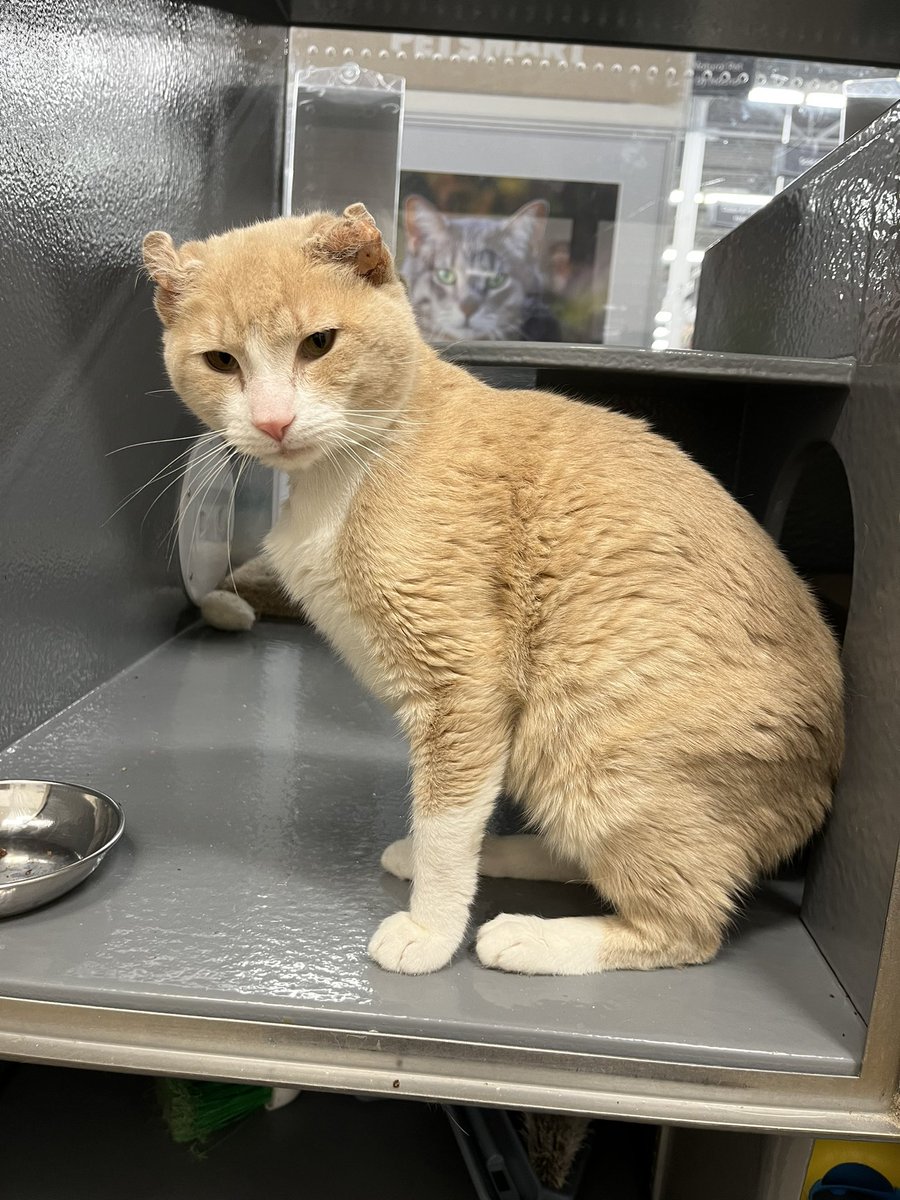 🔞50 OFF 0NLYFANS!🔥💘 on Twitter "RT crits4cats This is Jelly. Jelly