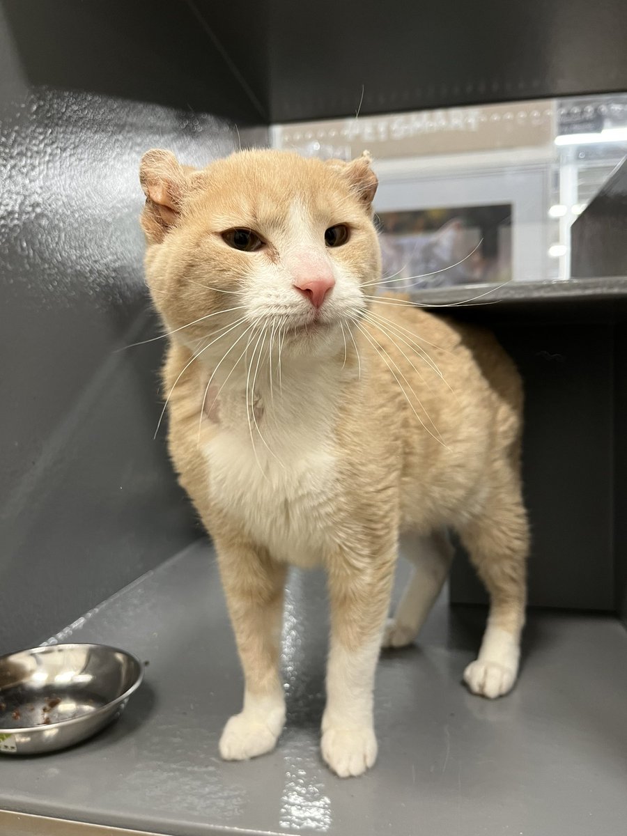 🔞50 OFF 0NLYFANS!🔥💘 on Twitter "RT crits4cats This is Jelly. Jelly