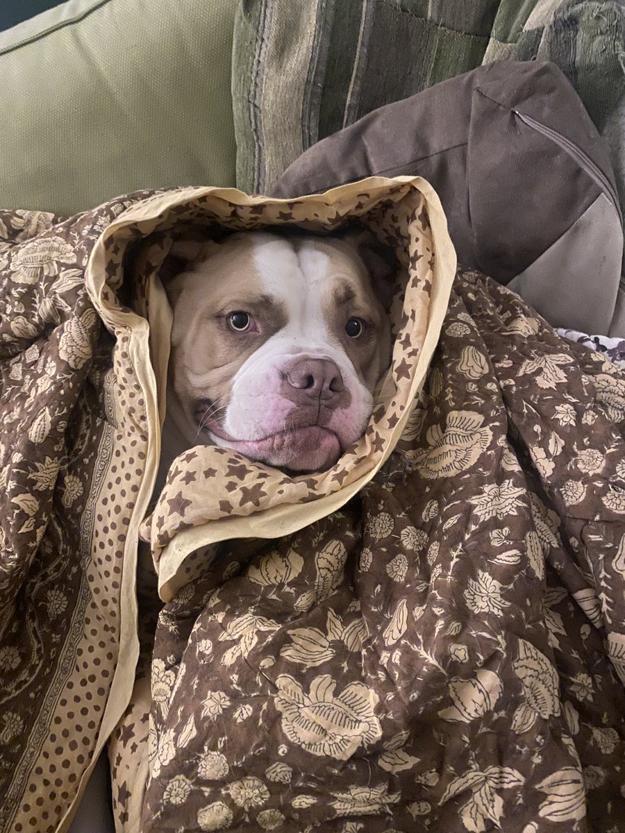My dog pulls of this look way better than E.T. did #americanbulldogs #dogsoftwitter #RescueDogs #AdoptDontShop