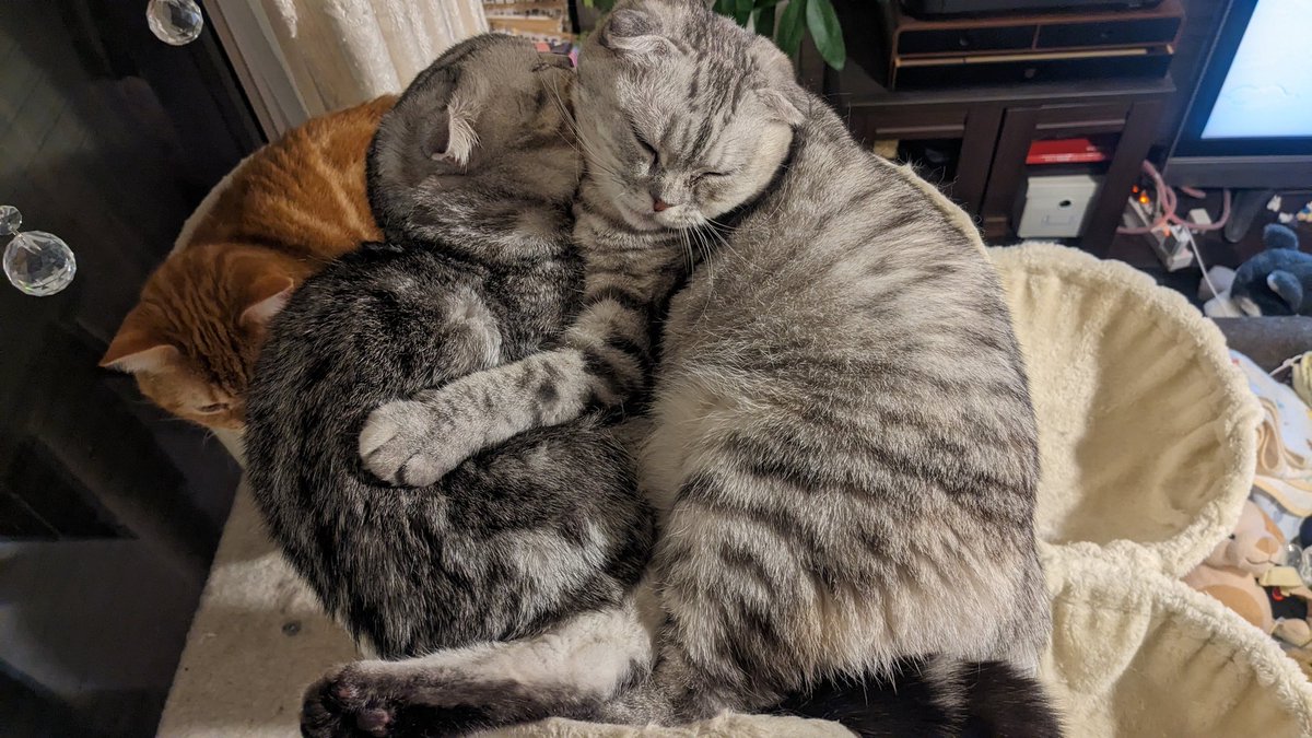 仲良し姉弟🐈‍⬛🐈‍⬛とパパ🐈

#ねこ #猫 #cat #こねこ #マンチカン #スコティッシュフォールド #猫のいる暮らし #猫好き