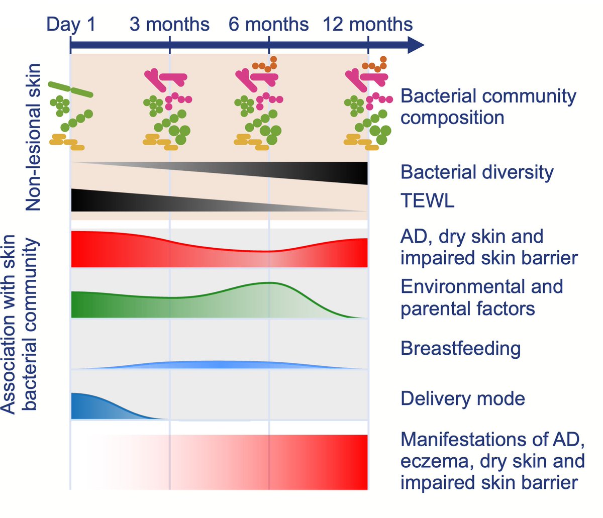 BenJMarsland's tweet photo. The skin microbiome of newborns is shaped by the environment but converges towards a stable ecosystem by year 1. Those early events can be linked with atopic dermatitis and barrier integrity. Our #PreventADALL study is out now #OpenAccess https://t.co/cyMiw0jFs7 @MonashImmunol https://t.co/PCk4J2BuWw