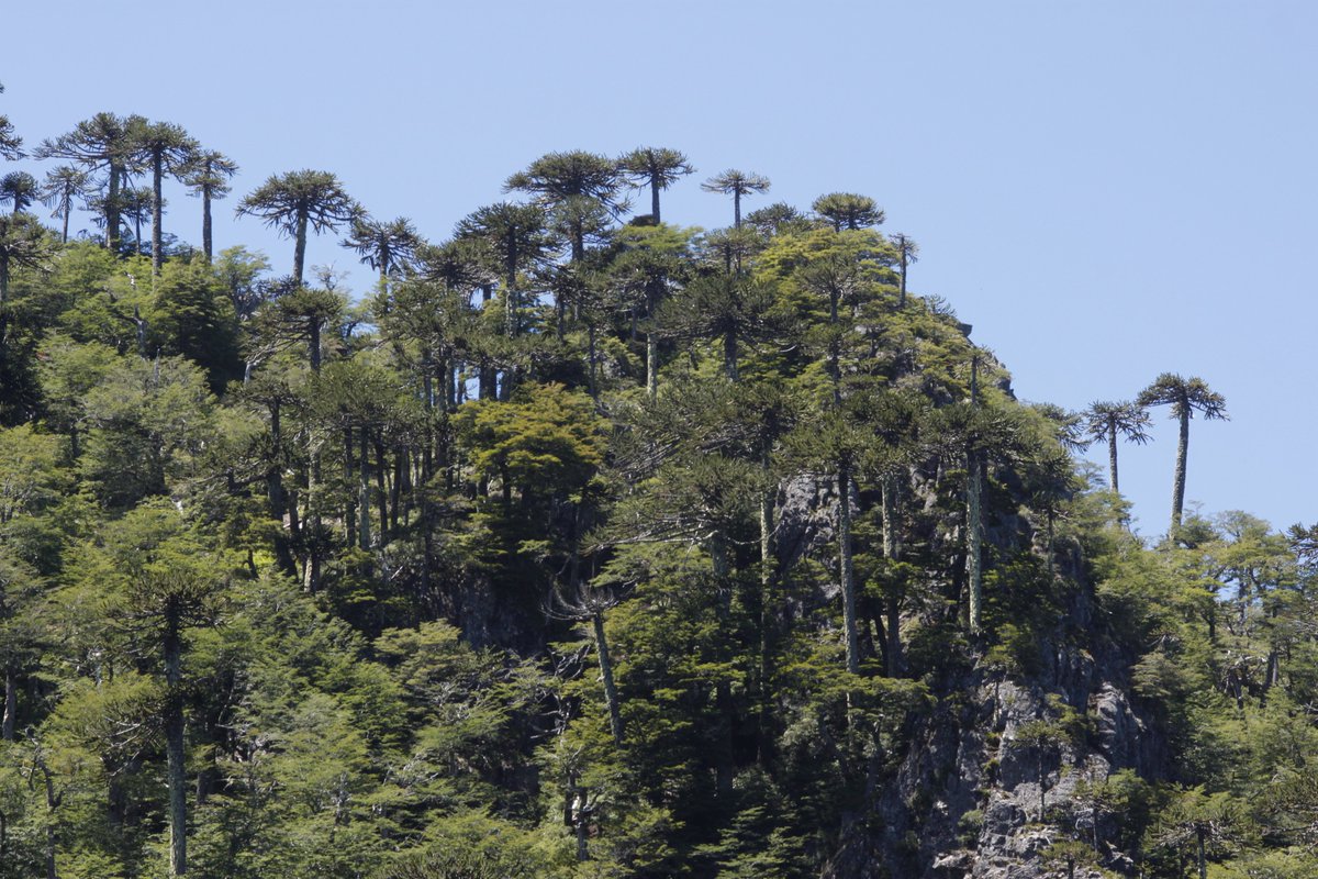 sometimesimdan's tweet photo. Three families of gymnosperms👽
(Araucariaceae, Cupressaceae, Podocarpaceae) https://t.co/6fkHFsk92K