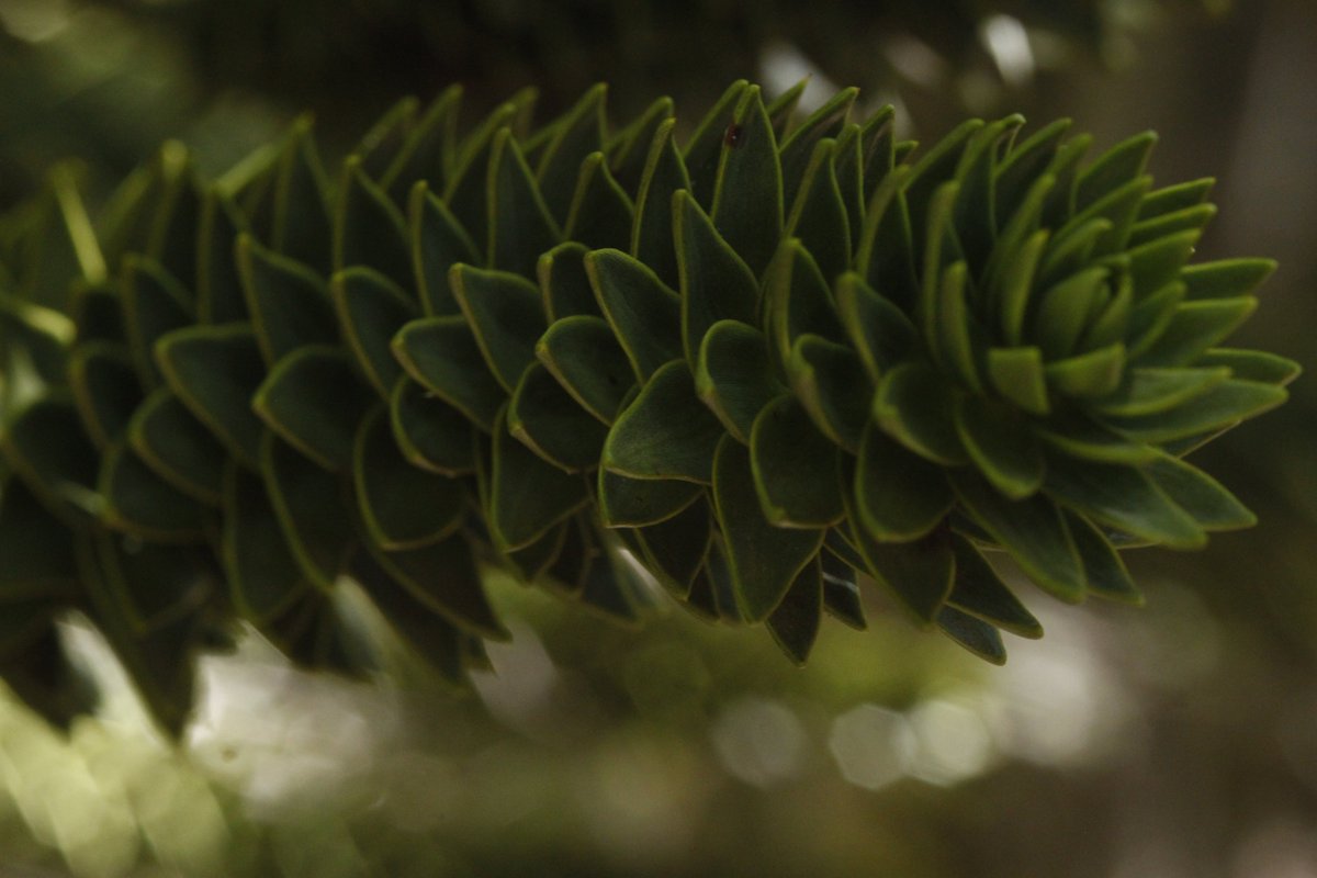 sometimesimdan's tweet photo. Three families of gymnosperms👽
(Araucariaceae, Cupressaceae, Podocarpaceae) https://t.co/6fkHFsk92K