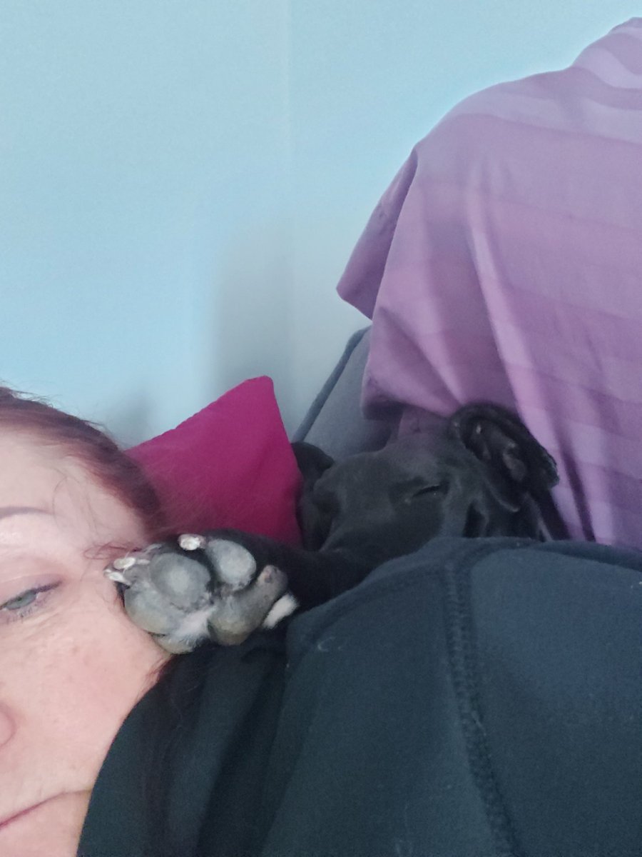TeamEPFitness's tweet photo. This is Zo.....no consideration for personal space. Former bait dog from Mexico. I โค her to bits #meximutt #AdoptDontShop #DogsofTwittter #baitdog https://t.co/mzp5hZ1p3R