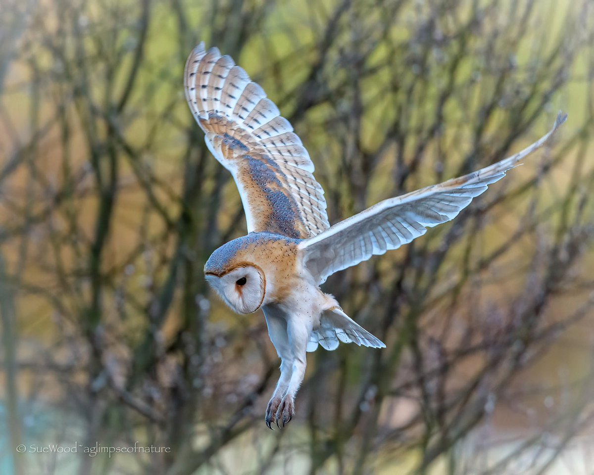 The closest I’ve ever been to a quartering Barn Owl ❤️
#owl #barnowl #Springwatch #BBCWildlifePOTD #bbccountryfilemagpotd #Norfolk #wildlifephotograhy