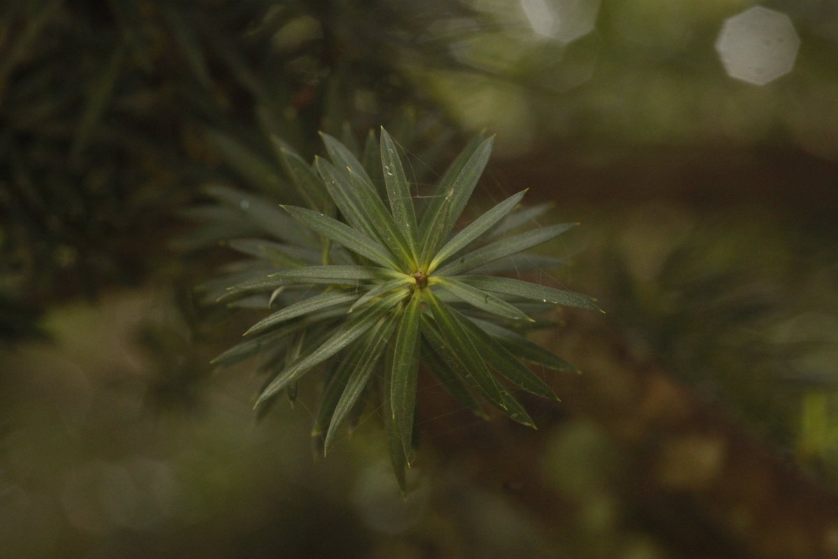 sometimesimdan's tweet photo. Three families of gymnosperms👽
(Araucariaceae, Cupressaceae, Podocarpaceae) https://t.co/6fkHFsk92K