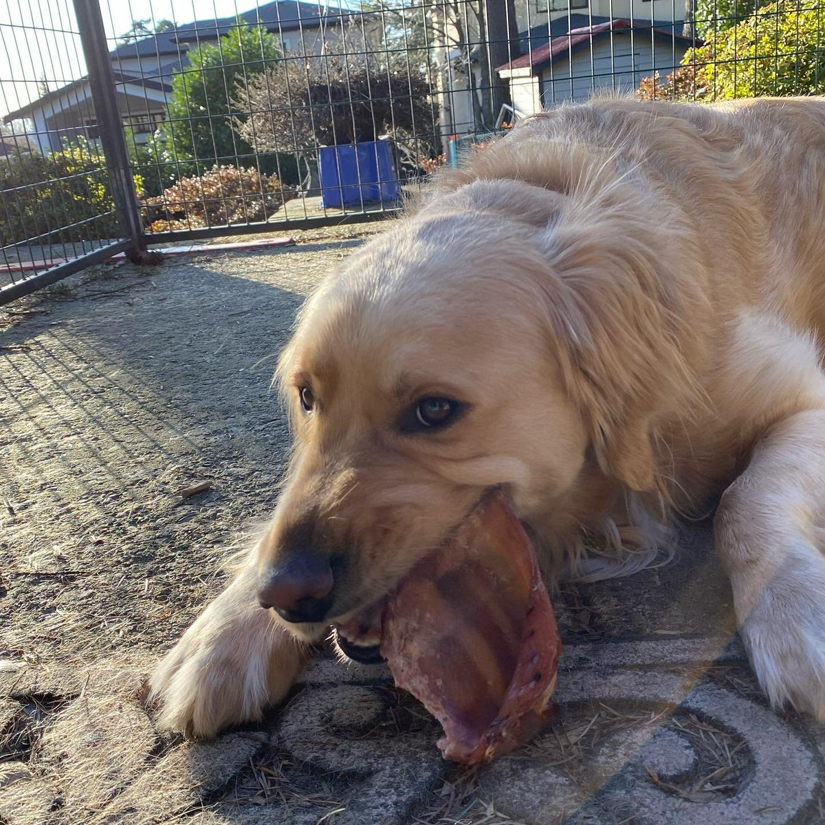 AltmaerkerDeli's tweet photo. Thanks to IG's @wird_wirld for this adorable picture and story.
"Sunshine and a giant @altmaerkerdeli pigโs ear โฆ nobody told the big guy that itโs cold๐ฅถoutside today! #happydog #supportlocal"
Thank you for supporting this local #germandeli, Sheryl!๐ฅฐ https://t.co/iBsiEzMRLr