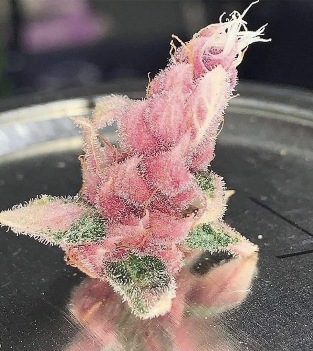 Name this ?