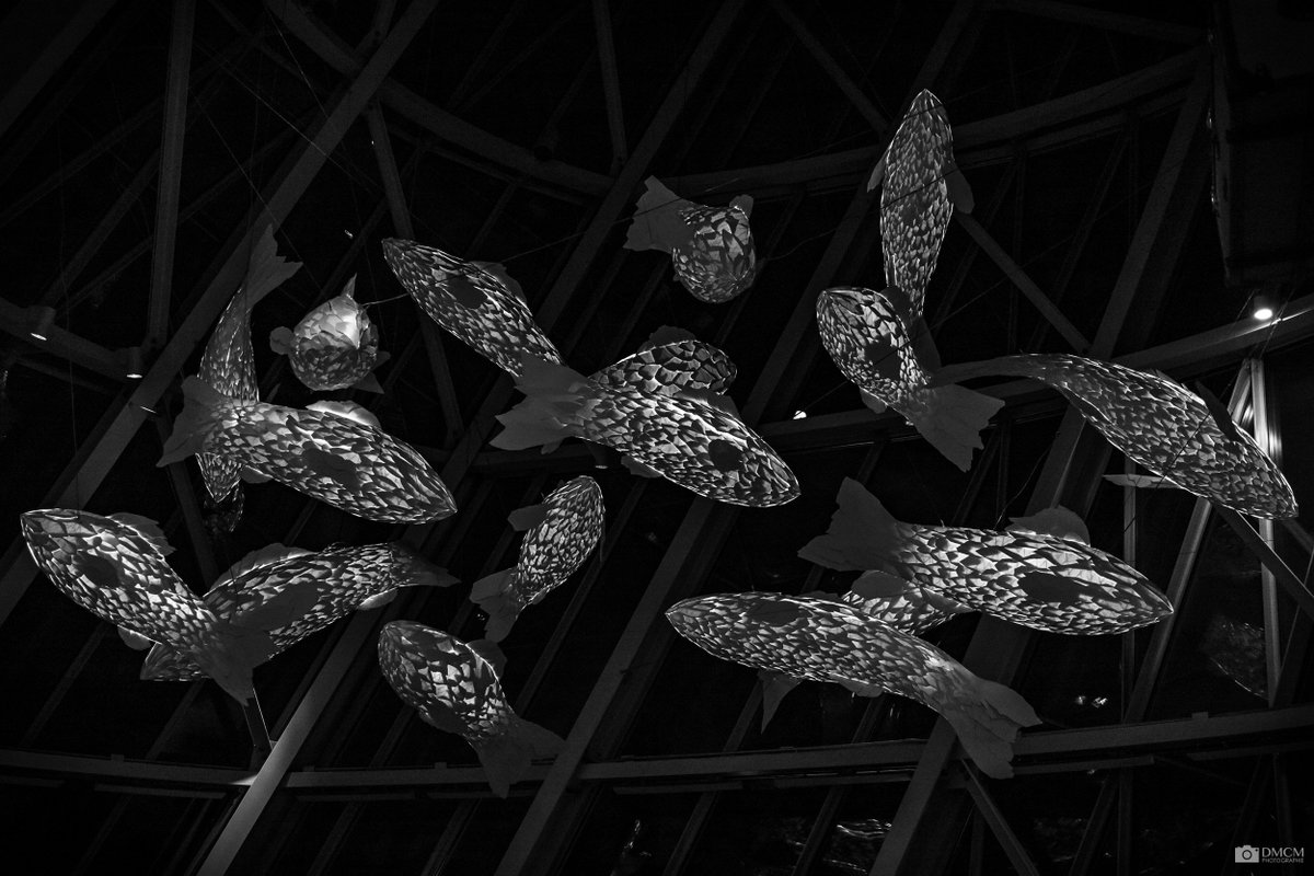 dmcmphoto's tweet photo. Photographie de l’oeuvre « Fish Lamp » réalisée par l’artiste Frank Gehry. 

#noiretblanc #art #frankgehry #blackandwhite #photography #LVMH #Paris https://t.co/UHfxyv140w