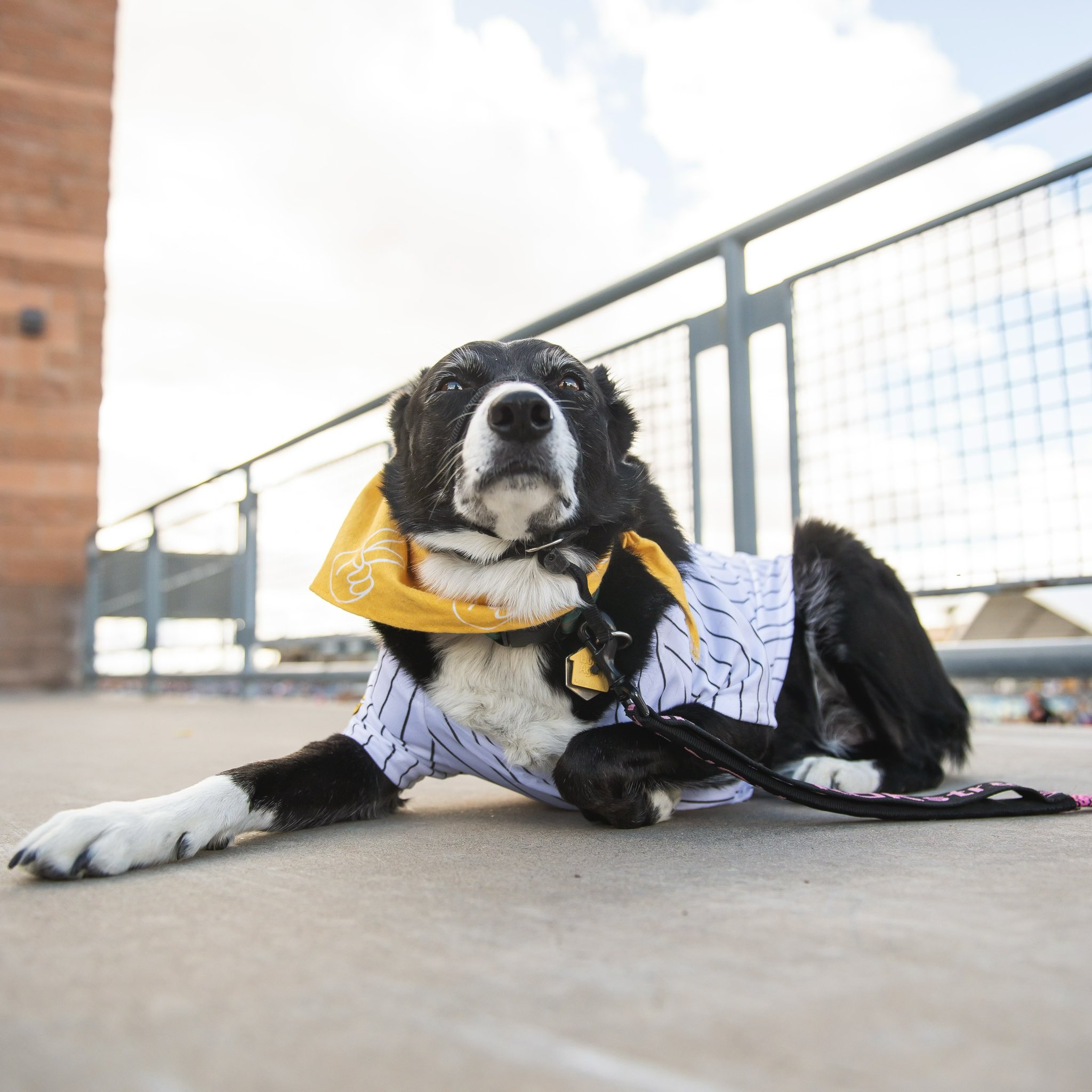 dog padres jersey