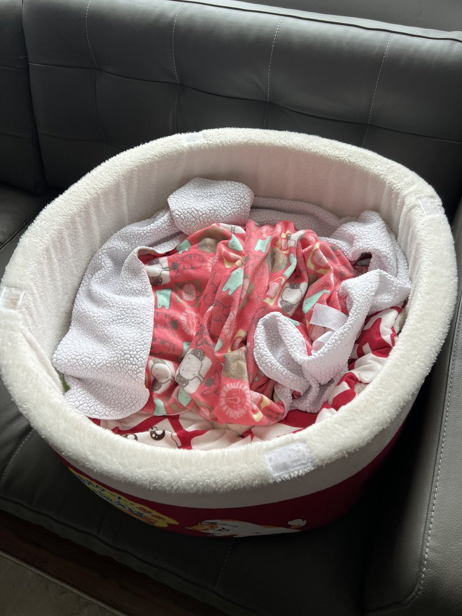 hiro (the orange cat) tweet media