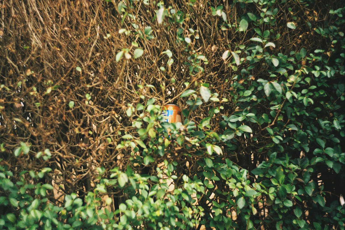 plutoniummt's tweet image. average hedge in glasgow