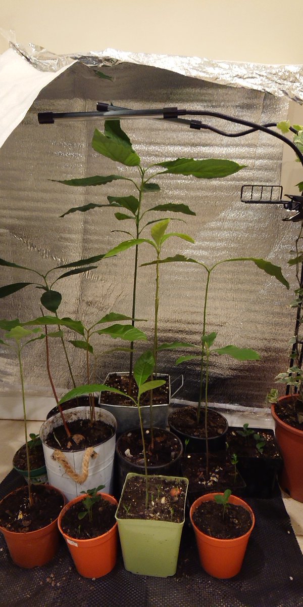 ReachMeBC's tweet photo. #DIY Mini inside condo Grow-op (Soil, reflective surroundings, plant light, water and #TLC ) https://t.co/PfW9oIcMp4