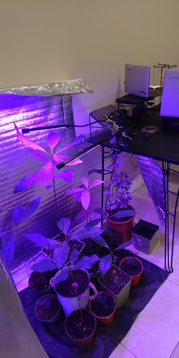 ReachMeBC's tweet photo. #DIY Mini inside condo Grow-op (Soil, reflective surroundings, plant light, water and #TLC ) https://t.co/PfW9oIcMp4