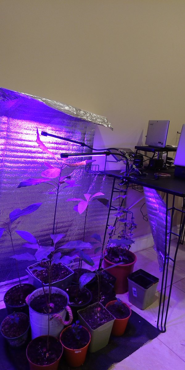 ReachMeBC's tweet photo. #DIY Mini inside condo Grow-op (Soil, reflective surroundings, plant light, water and #TLC ) https://t.co/PfW9oIcMp4