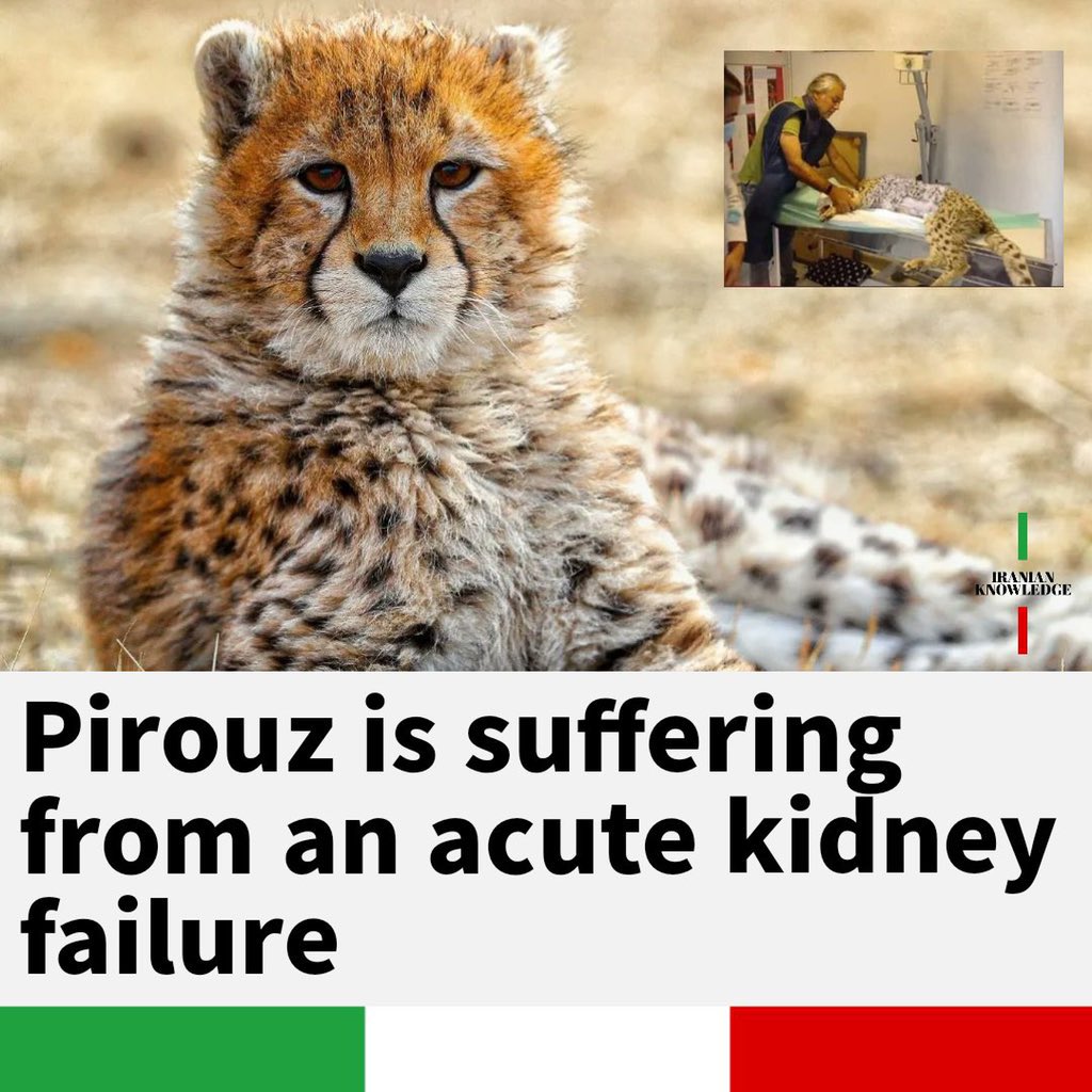 alireigns1011's tweet photo. Pirouz is suffering from an acute kidney failure

#pirouz 
#iraniancheetah 

@FourPawsInt
@IAR_updates 
@movetheworldus
@animalsasia
@hsiglobal
@bornfreefdn
@animaldefenders
@wildlifesos
@philip_ciwf
@network4animals
@animalaid
@bornfreeusa
@animaljustice 
#pirouz https://t.co/8RmwelAMxX
