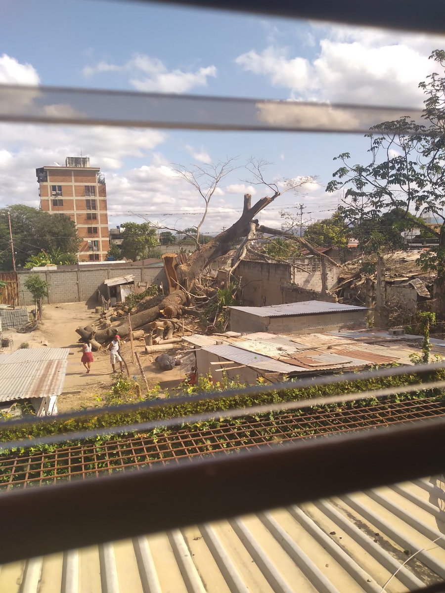 IrvingPacheco's tweet photo. Que maldad hay en la gente..continúa la tala de árbol centenario, cabudare calle jusn de dios melean con calle san rafael. @BomberosPalave2 @derbyalcalde @PalavecinoAlc https://t.co/Y91vsmcVdM