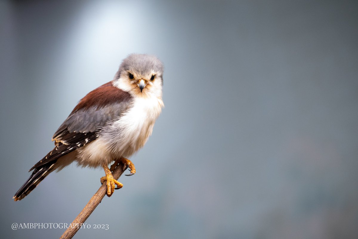 AMBPhotography0's tweet photo. A lot of beauty and a lot of anger #birds https://t.co/82SQjav6vY