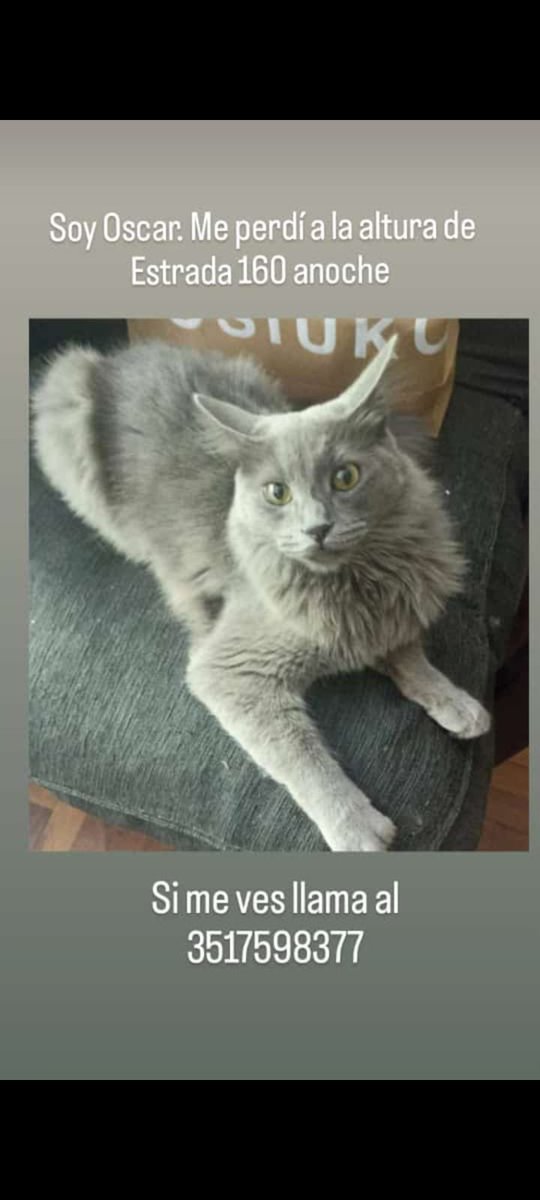 Porfa si alguien lo encuentra escriban al celu de la foto o al 3585605160. 🙏
