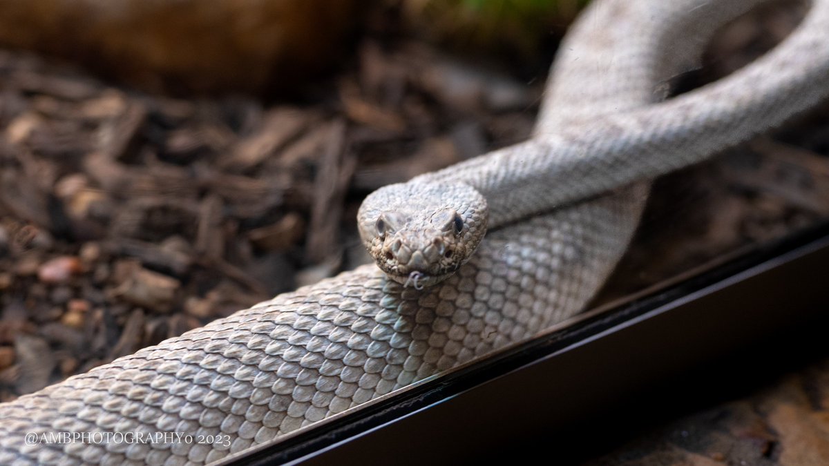 AMBPhotography0's tweet photo. Im always amazed by how beautiful snakes are.

Im also terrified of them https://t.co/JIqiOyKAc2